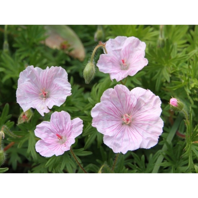 GERANIUM SANGUINEUM CLT 1-2