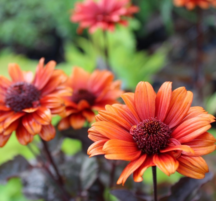 [5941] HELIOPSIS SCABRA CLT 2-3 (ORANGE)