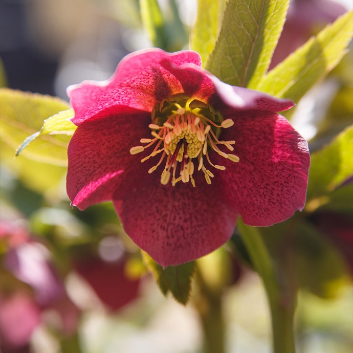 HELLEBORUS ORIENTALIS CLT 2-3
