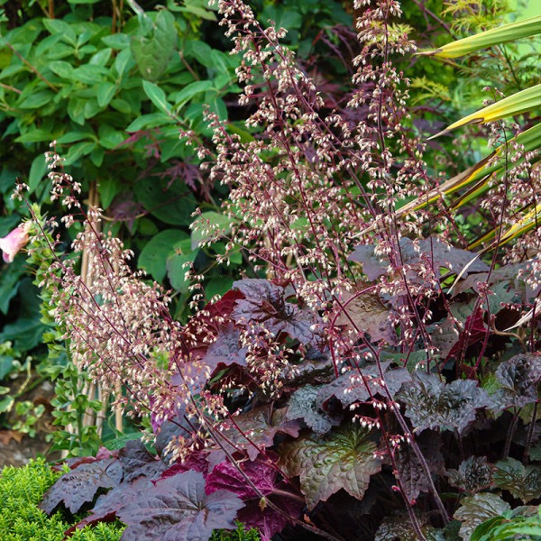 [5993] HEUCHERA MICRANTHA CLT 2-3 (CRÈME)