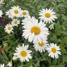 LEUCANTHEMUM MAXIMUM CLT 2-3