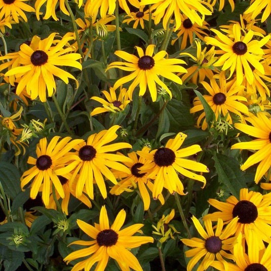 RUDBECKIA CLT 2-3