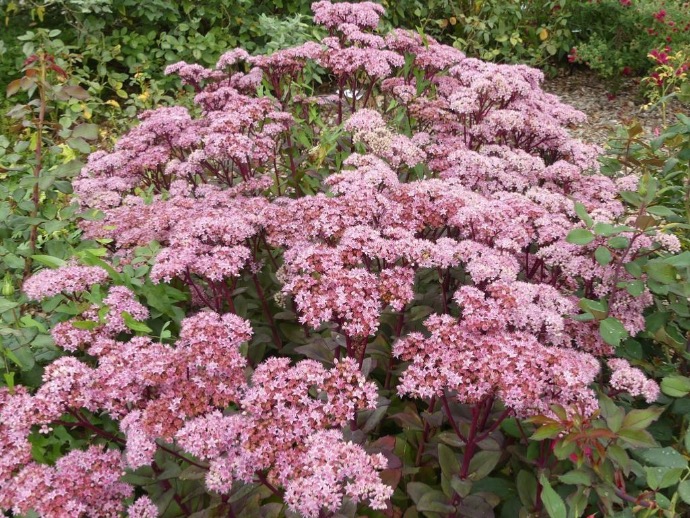 SEDUM MATRONA CLT 2-3