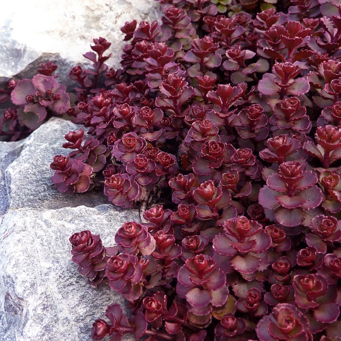 [11261] SEDUM SPURIUM CLT 1 (ROUGE)