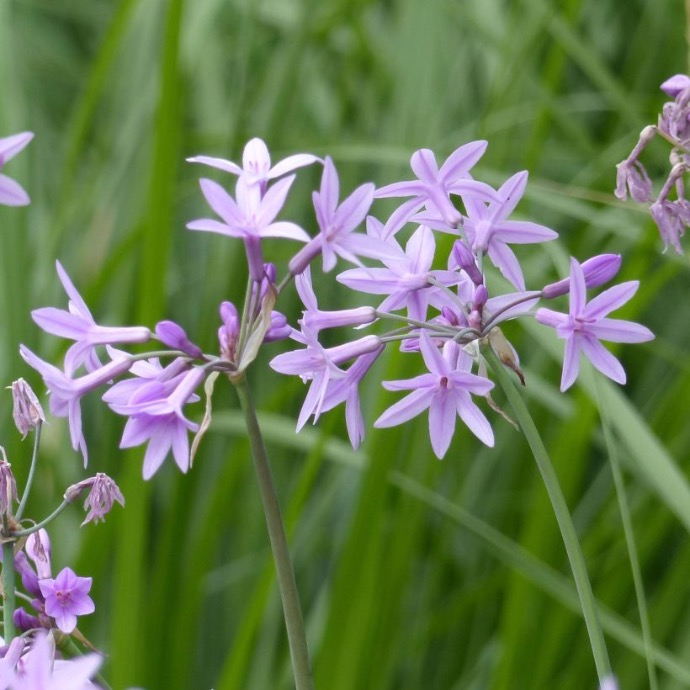 TULBAGHIA VIOLACEA CLT 2-3