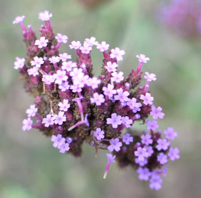 VERBENA BONARIENSIS CLT 2-3