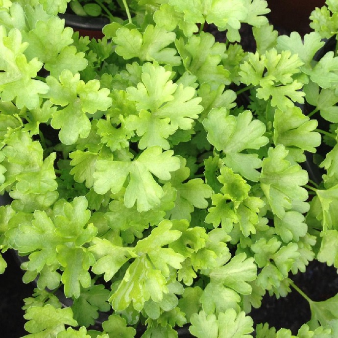 [8718] PETROSELINUM CRISPUM (PERSIL FRISÉ) CLT 1-2 (POT 1-2L)