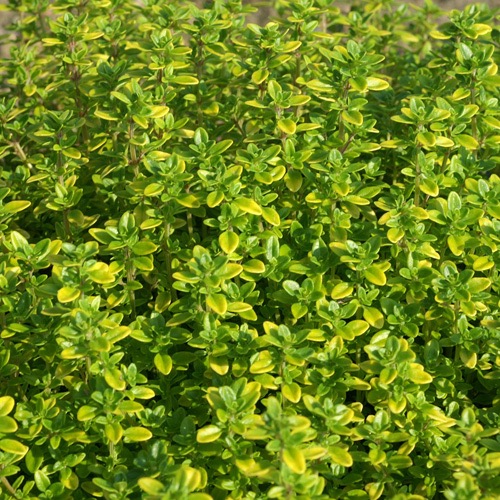 [11964] THYMUS CITRODORIUS (THYM CITRON) 10/20 (POT 1,5L)
