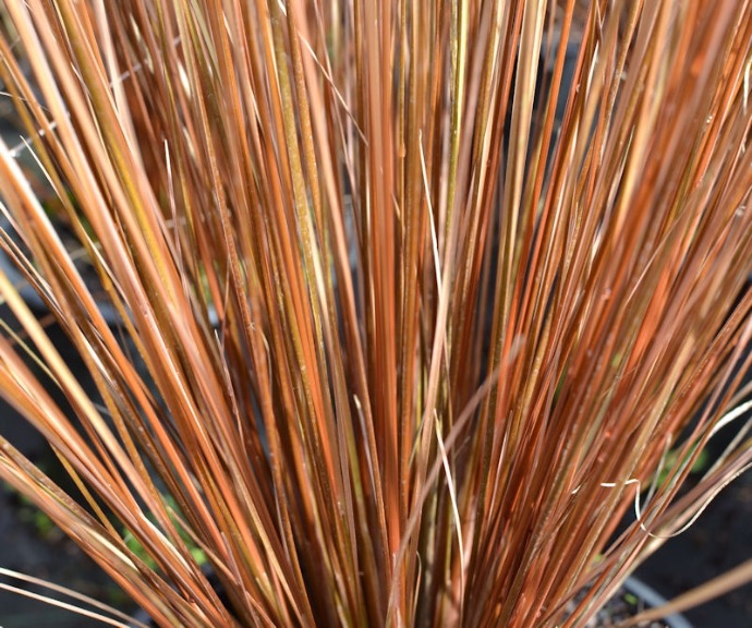 CAREX BUCHANANII GDT
