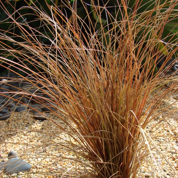 [2376] CAREX COMANS CLT 1-2