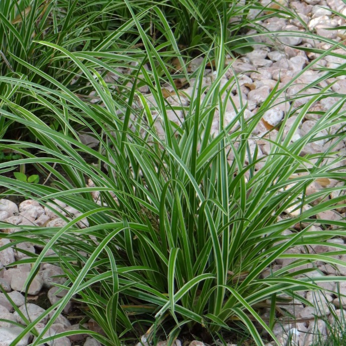 [2386] CAREX MORROWII CLT 1-2 (POT 1-2L, Panaché)