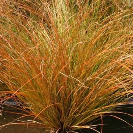 [2404] CAREX TESTACEA CLT 1-2