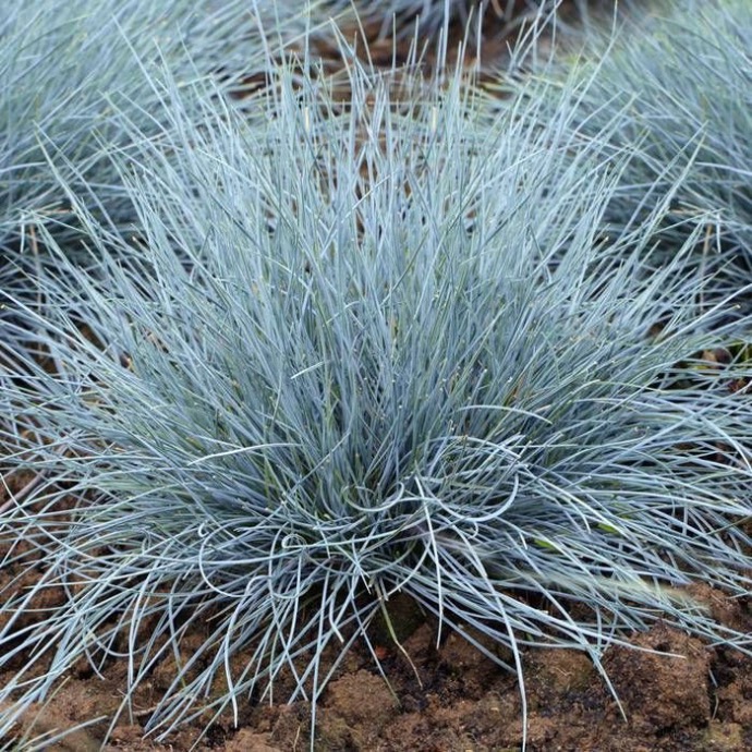[5146] FESTUCA GLAUCA CLT 1-2