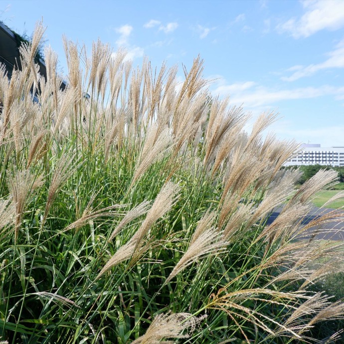 MISCANTHUS FLORIDULUS CLT 2-3