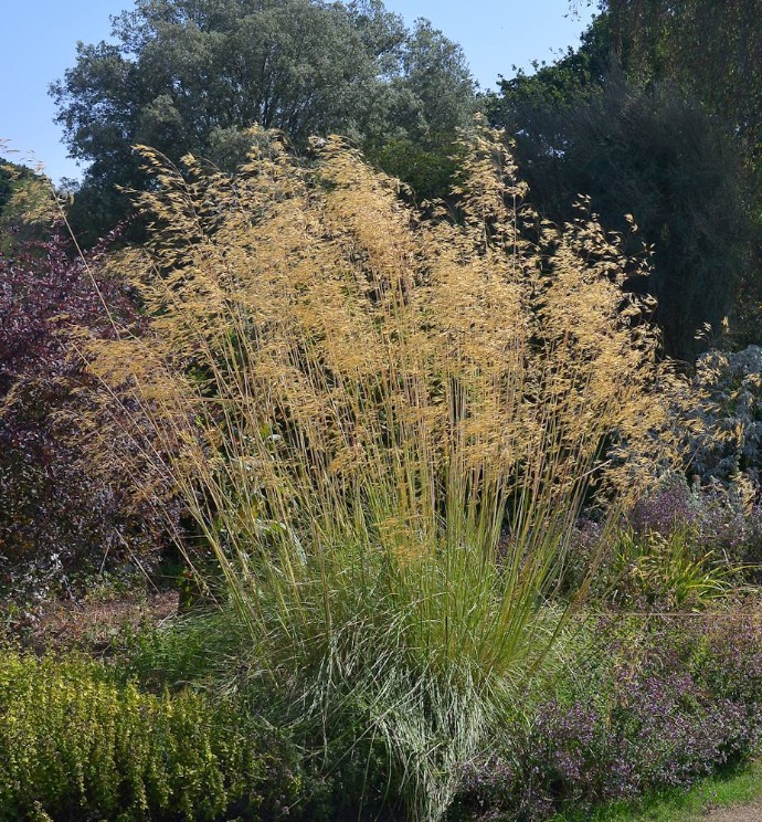 [11504] STIPA GIGANTEA CLT 2-3