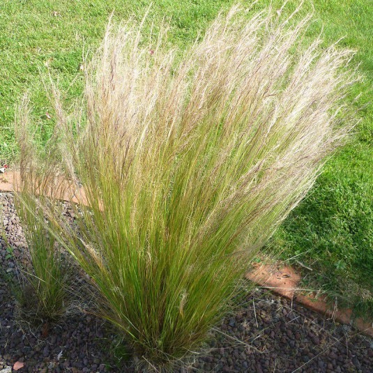 [11508] STIPA TENUIFOLIA CLT 1-2