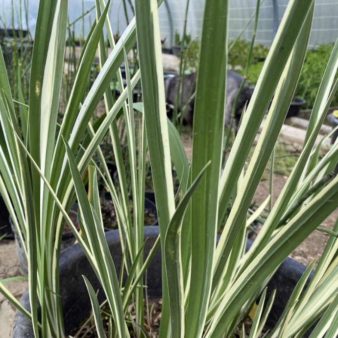 [0770] ACORUS CALAMUS VARIEGATA PANACHE GDT