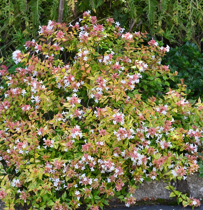 ABELIA GRANDIFLORA KALEIDOSCOPE CLT 10 BOULE 40-50