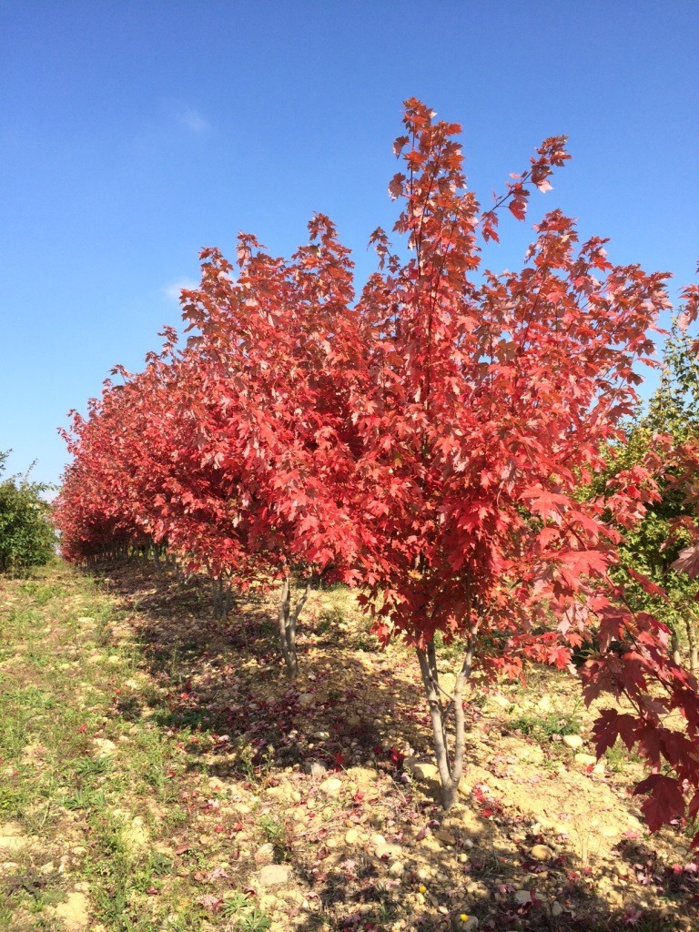 ACER FREEMANII AUTUMN BLAZE (JEFFERSRED) TIGE 12-14