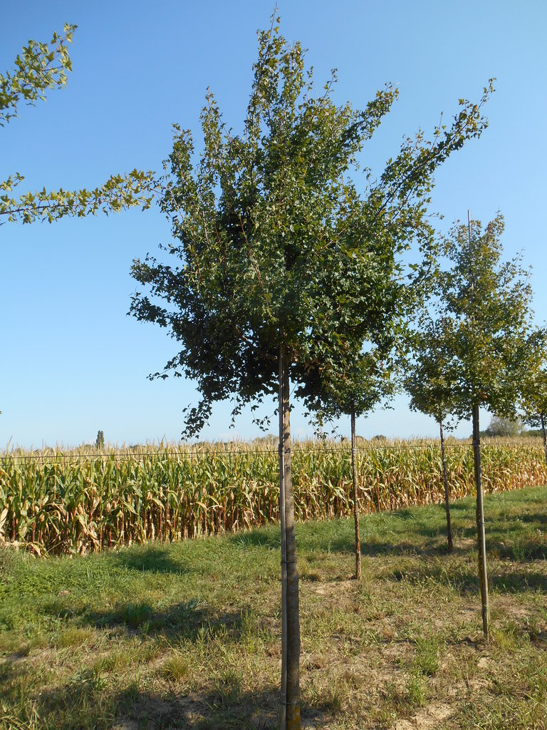 [0210] ACER MONSPESSULANUM TIGE 18-20 (MG)
