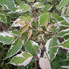 [0231] ACER NEGUNDO FLAMINGO 100/125 (POT 10L)