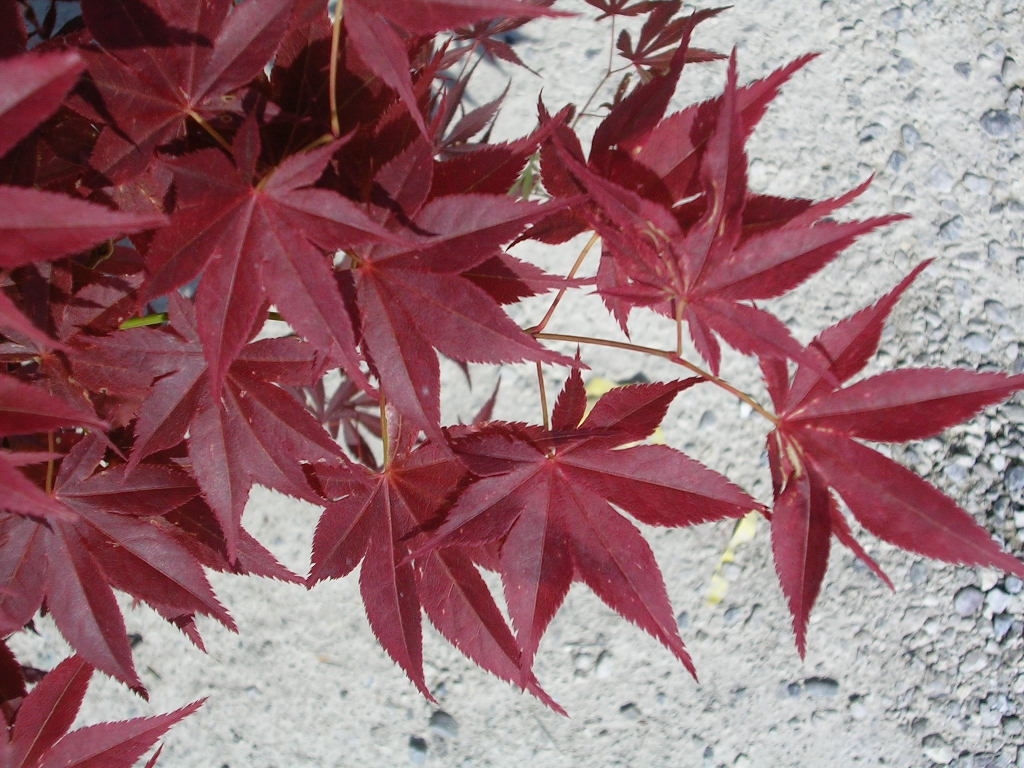 ACER PALMATUM ATROPURPUREUM 60/80