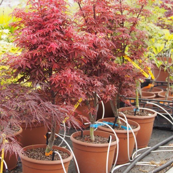 ACER PALMATUM SKEETER'S BROOM 100/125