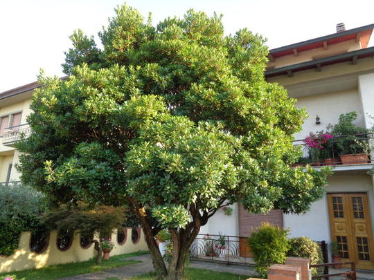 [1203] ARBUTUS UNEDO (ARBOUSIER) PARACHUTE 200/250 (POT 160L)
