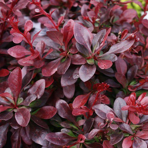 BERBERIS THUNB. ATROPURPUREA CLT 10 60/80