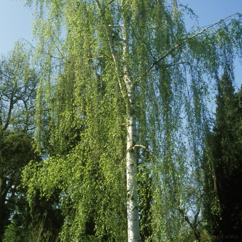 [1800] BETULA PENDULA (VERRUCOSA) TIGE 10-12 (RN, TIGE, 10-12)