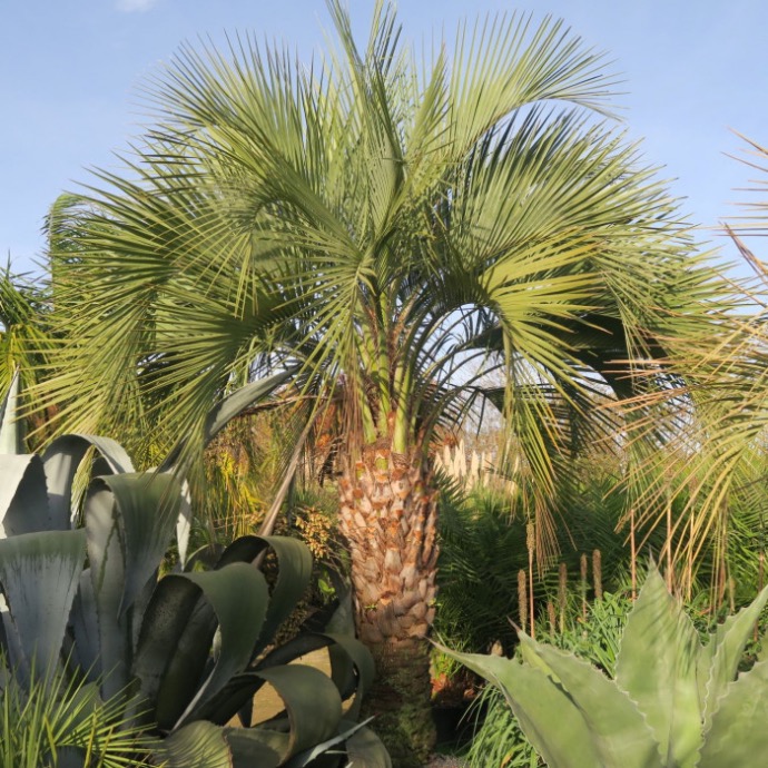 BUTIA YATAY TR. 400/450