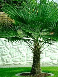 CHAMAEROPS EXCELSA (TRACHYCARPUS FORTUNEI) CLT 15 TRONC T15/20