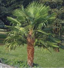 [2993] CHAMAEROPS EXCELSA (TRACHYCARPUS FORTUNEI) CLT 25 TRONC T40/50 (POT 25L)