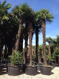 CHAMAEROPS EXCELSA (TRACHYCARPUS FORTUNEI) CLT 110 TRONC T180/200