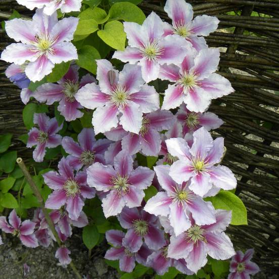 [3262] CLEMATIS PIILU CLT 7 175/200