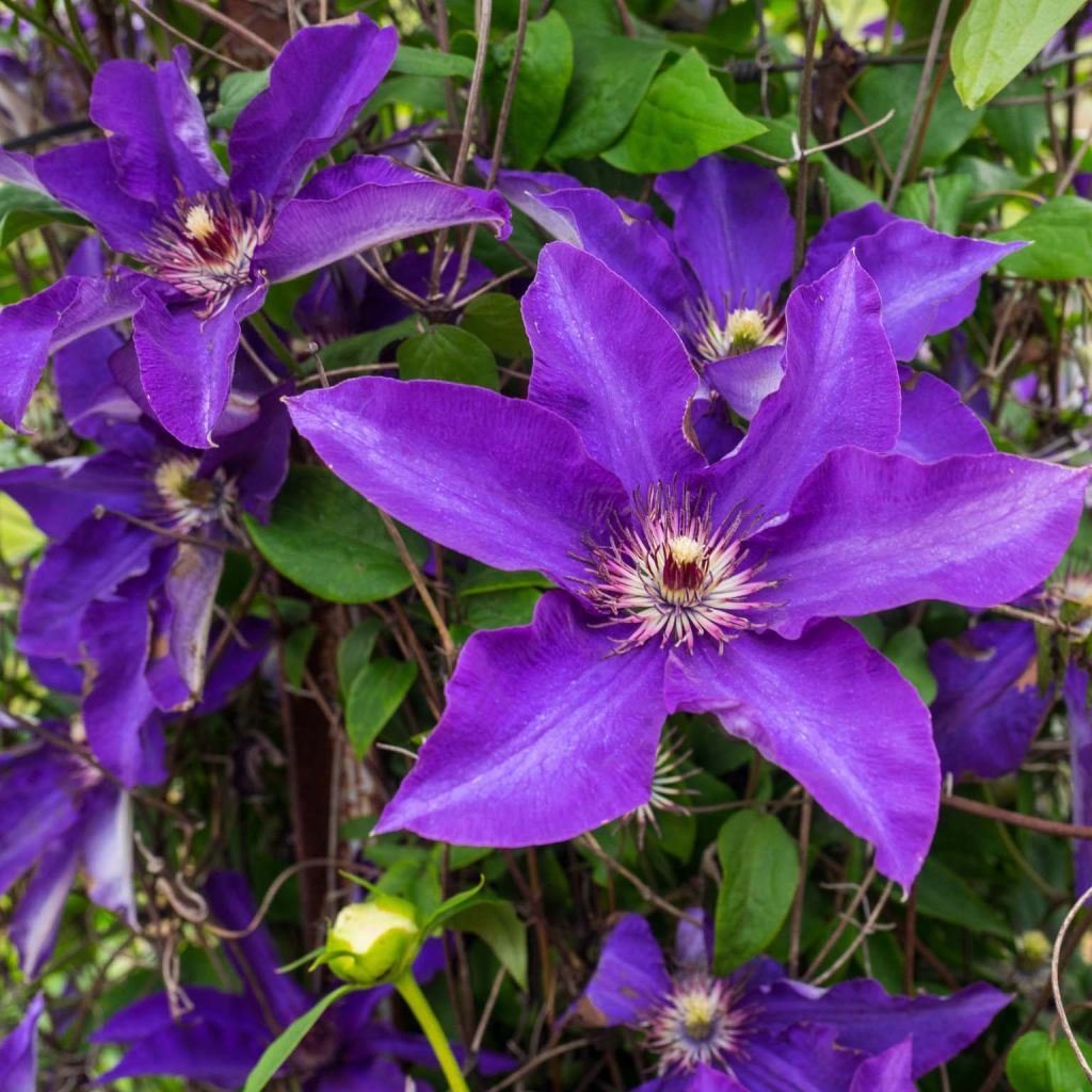 CLEMATIS THE PRESIDENT CLT 7 175/200