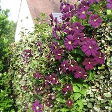 CLEMATIS WARSZAWSKA NIKE CLT 7 175/200