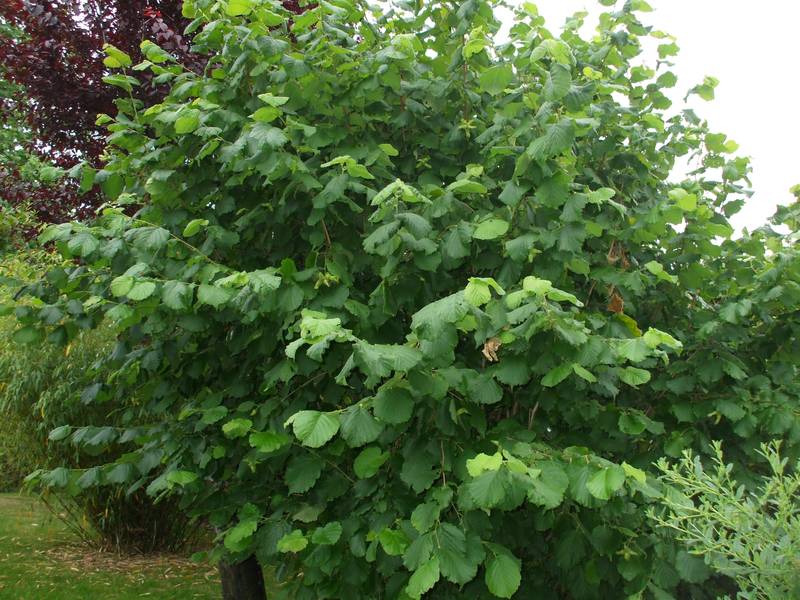 [1679] CORYLUS AVELLANA (NOISETIER) 100/125 (POT 10L)
