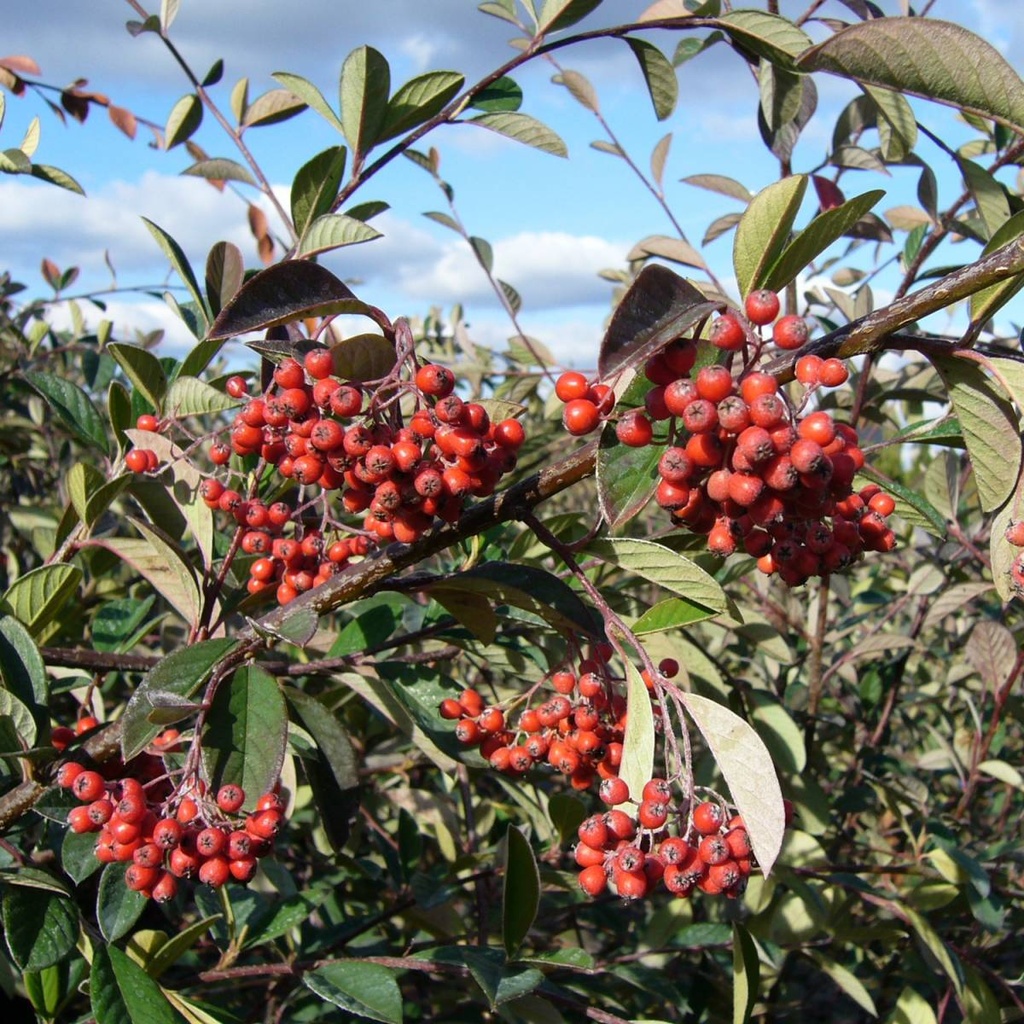COTONEASTER LACTEUS CLT 10 80/100