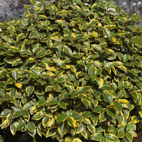 ELAEAGNUS EBBINGEI VIVILEG 80/100
