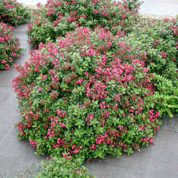 [4605] ESCALLONIA MACRANTHA 20/30 (POT 3L, 20/30, ROUGE)