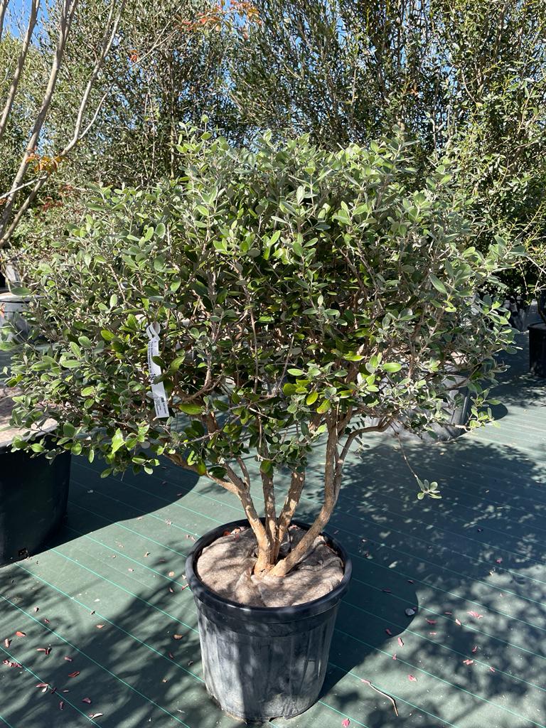 FEIJOA SELLOWIANA PARACHUTE 100/125