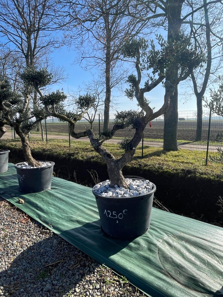 OLEA EUROPAEA (OLIVIER) CLT 230-285 PLATEAUX (ROUGE)