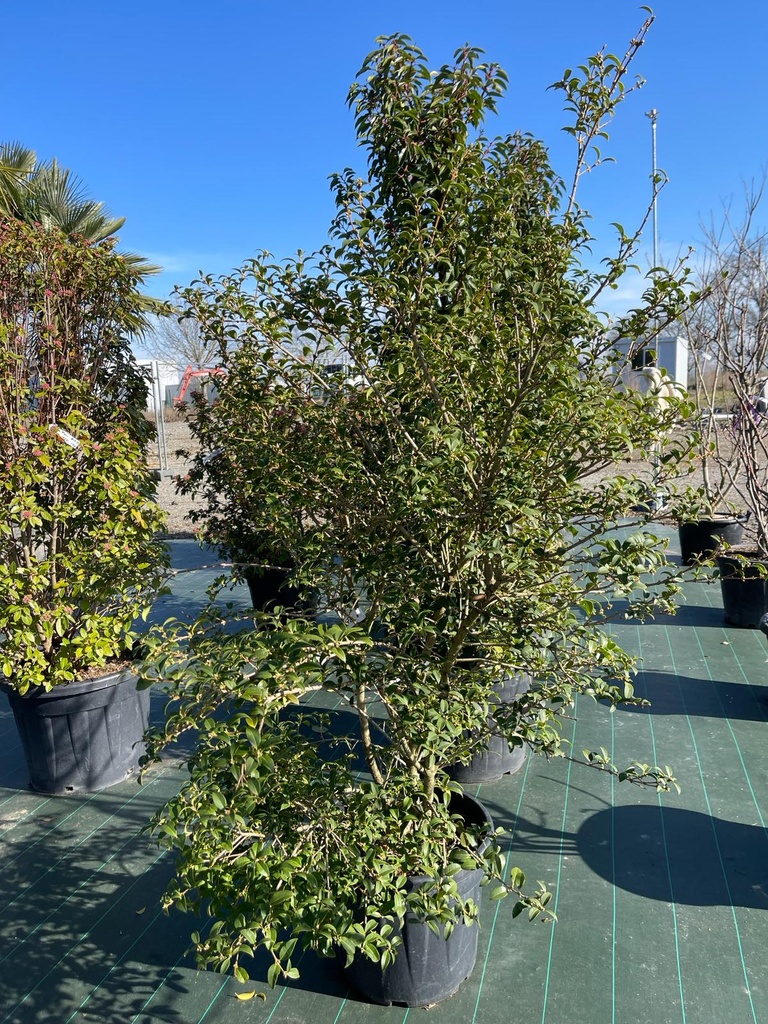 [8464] OSMANTHUS BURKWOODII 125/150 (POT 35L)