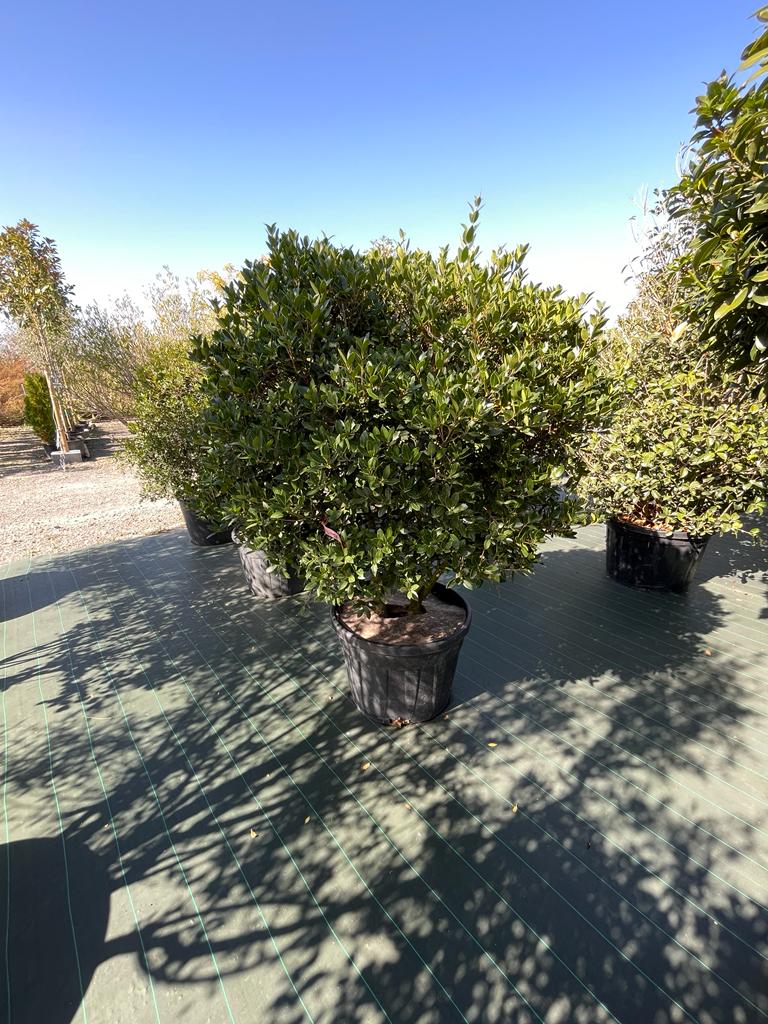 OSMANTHUS HETEROPHYLLUS CLT 70 PARACHUTE 125/150