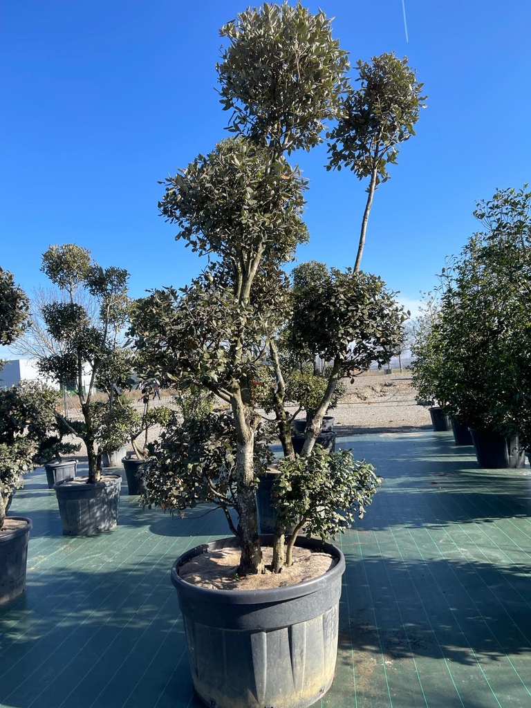 QUERCUS ILEX POMPONS 250/300