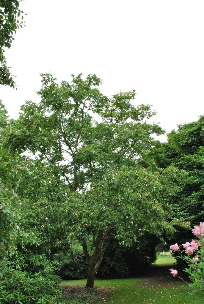 STEWARTIA PSEUDOCAMELLIA 200/250