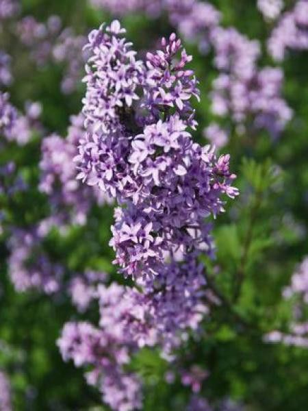 SYRINGA VULGARIS DEMI TIGE 8-10