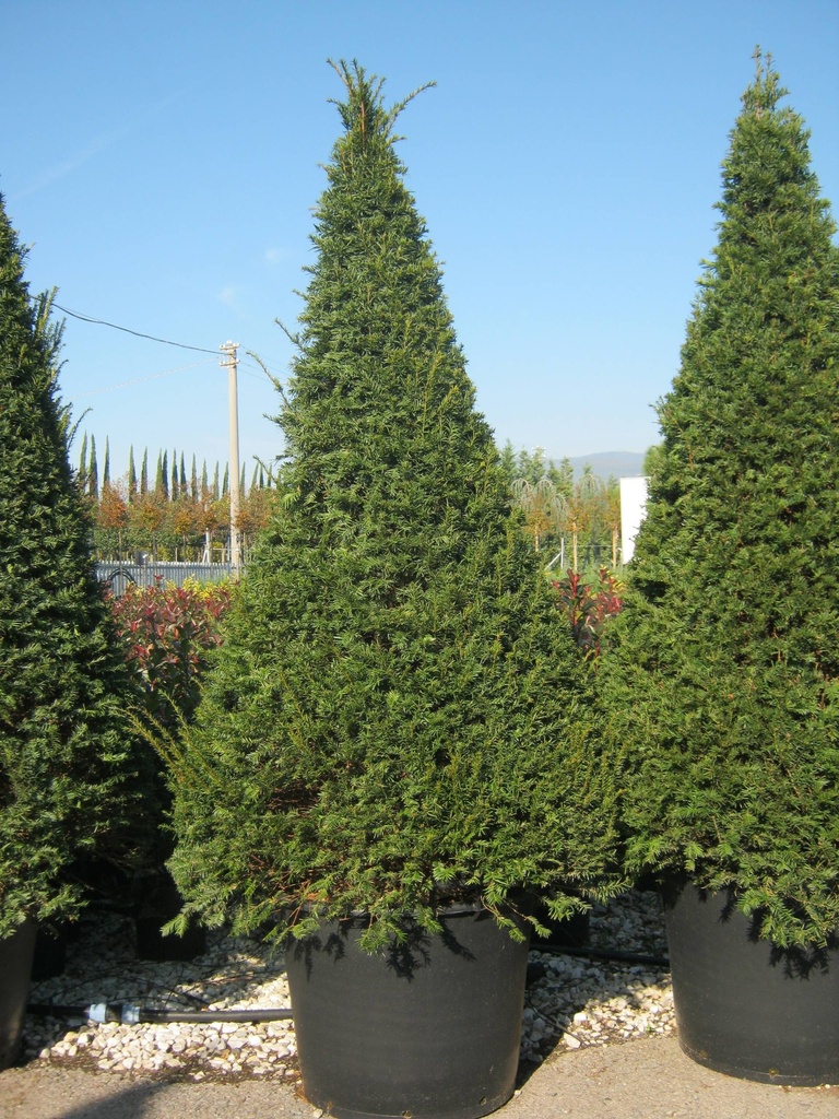 TAXUS BACCATA CONE 80/100