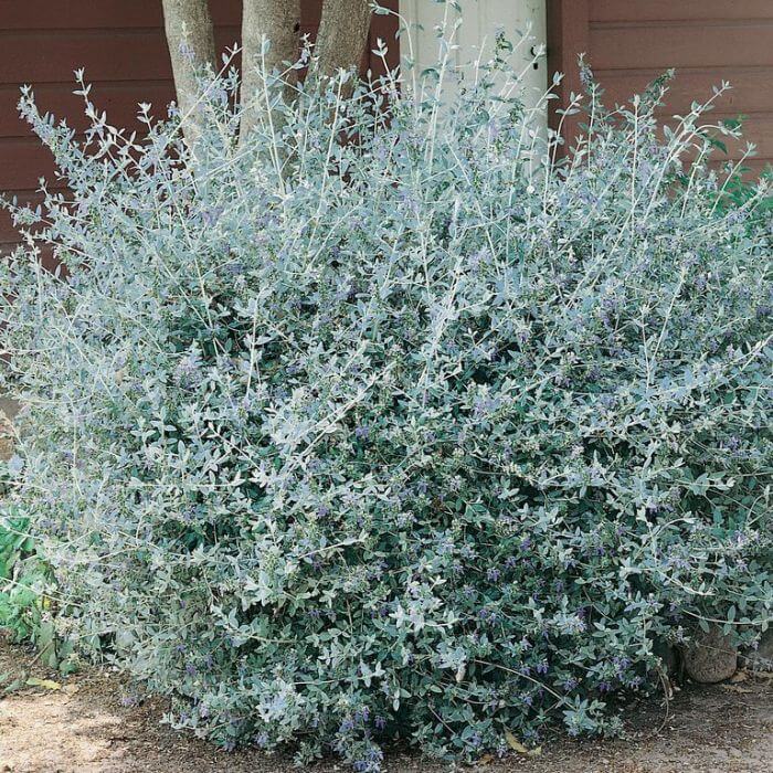 TEUCRIUM FRUTICANS 60/80